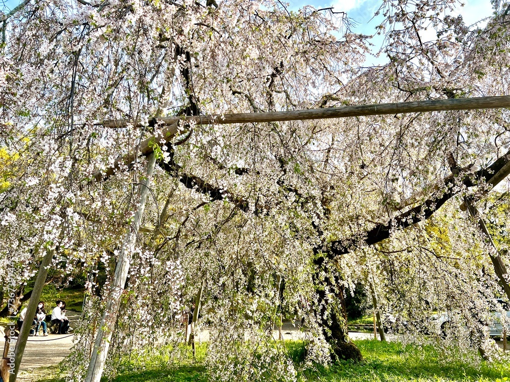 Fototapeta premium Sakura Season in Kyoto, Japan’s Ancient Capital