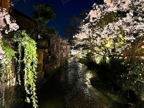 Sakura Season in Kyoto  Japan   s Ancient Capital