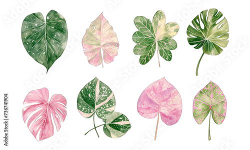 Tropical collection with exotic flowers, leaves, wild foliage, branches isolated on transparent background. Palm leaves, jungle tree, monstera, brazil tropic botany elements