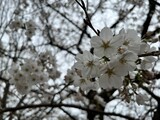 Sakura Season in Japan, Cherry Blossom Viewing