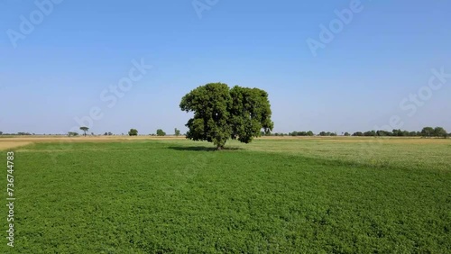 drone orbits around a tree at a low angle