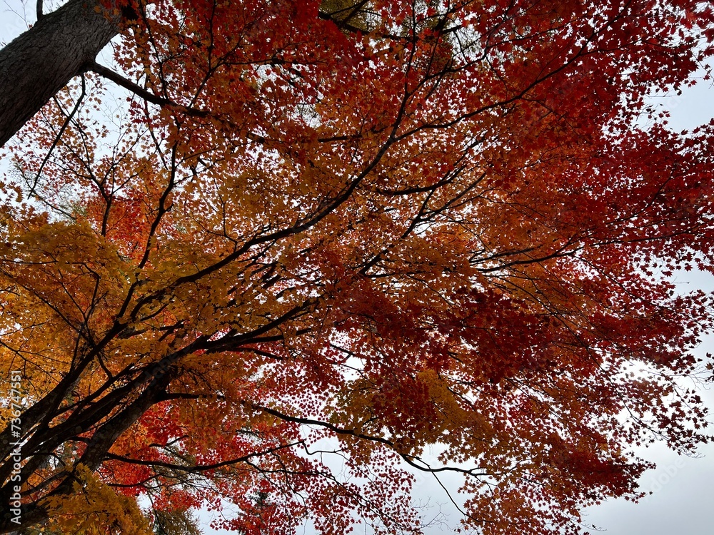 Nikko's Enchanting Autumn Colors in Nikko, Tochigi, Japan Nikko's Enchanting Autumn Colors in Nikko, Tochigi, Japan