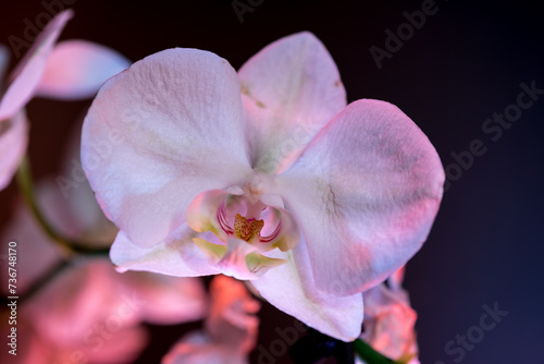 pink orchid flower