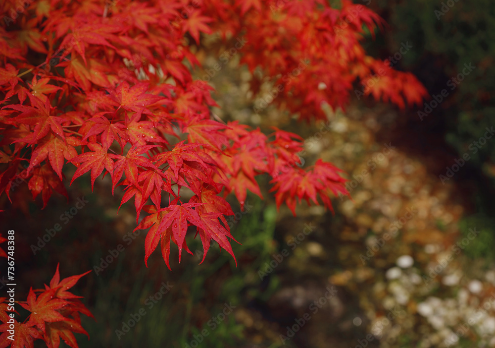Beautiful autumn leaves that turned red in autumn in Japan. Japanese Maple tree called Acer Palmatum Fireglow in bright sunshine. Beautiful autumn leaves that turned red in autumn in Japan. Japanese Maple tree called Acer Palmatum Fireglow in bright sunshine.