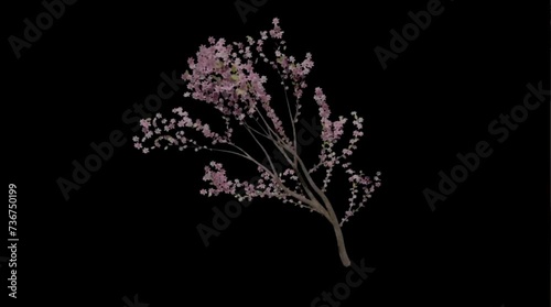 tree branch moving in the wind , 4k time lapse, balck screen background