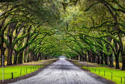 Scenic Oaks covered with spanish moss road valley photo