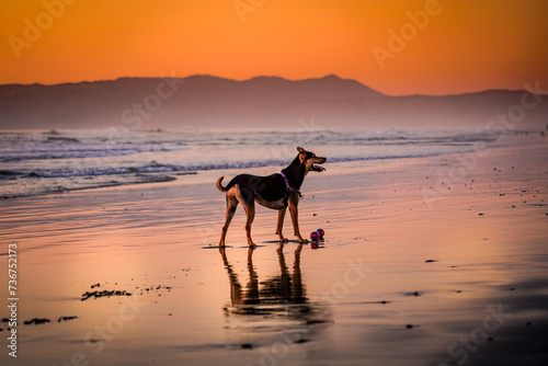 Paws in the Sunset: Canine Serenity on the Pacific Coastline