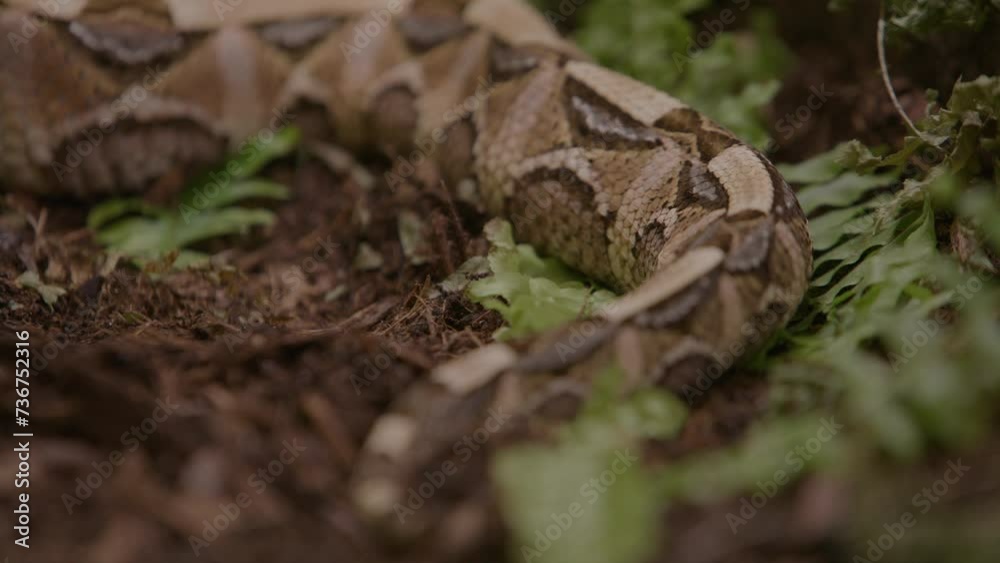 Gaboon viper tail with scales and patterns on forest floor Gaboon viper tail with scales and patterns on forest floor