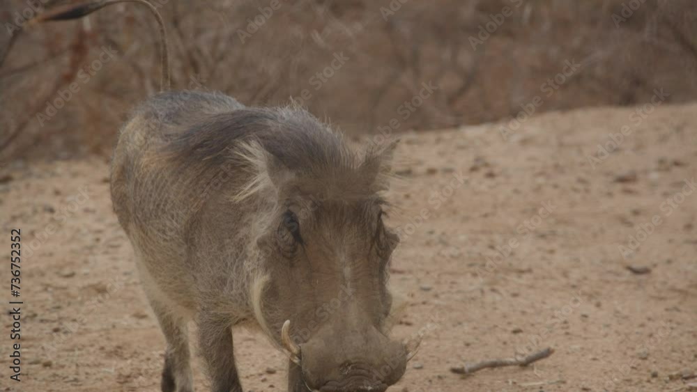 Close up slow motion trotting warthog