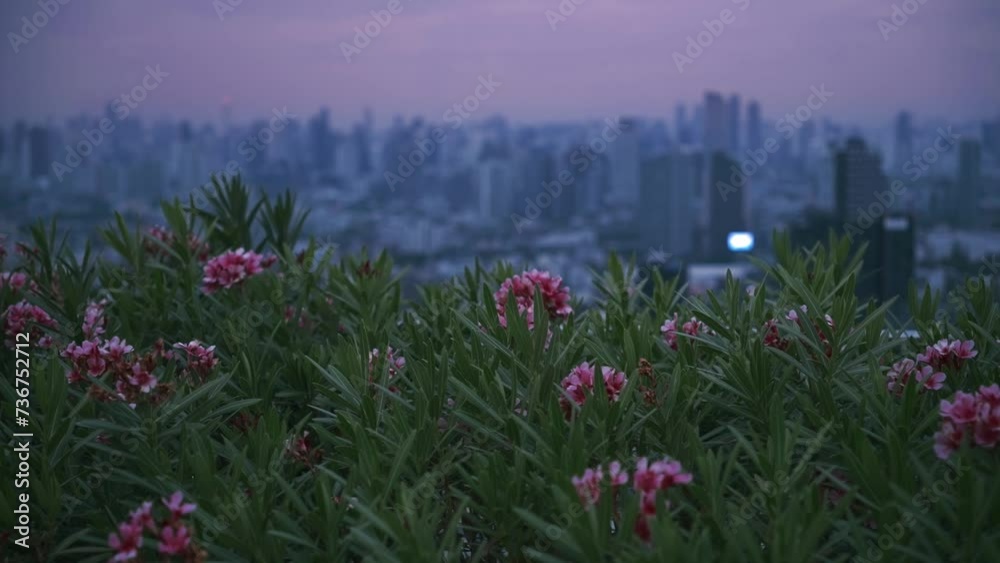 Nerium Oleander Flowers Overlooking Dawn in Bangkok Cityscape Nerium Oleander Flowers Overlooking Dawn in Bangkok Cityscape