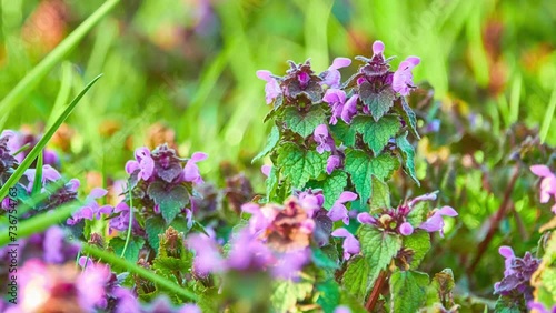 Lamium purpureum, known as red dead-nettle, purple dead-nettle, red henbit, purple archangel, or velikdenche, is a herbaceous flowering plant native to Europe and Asia. photo