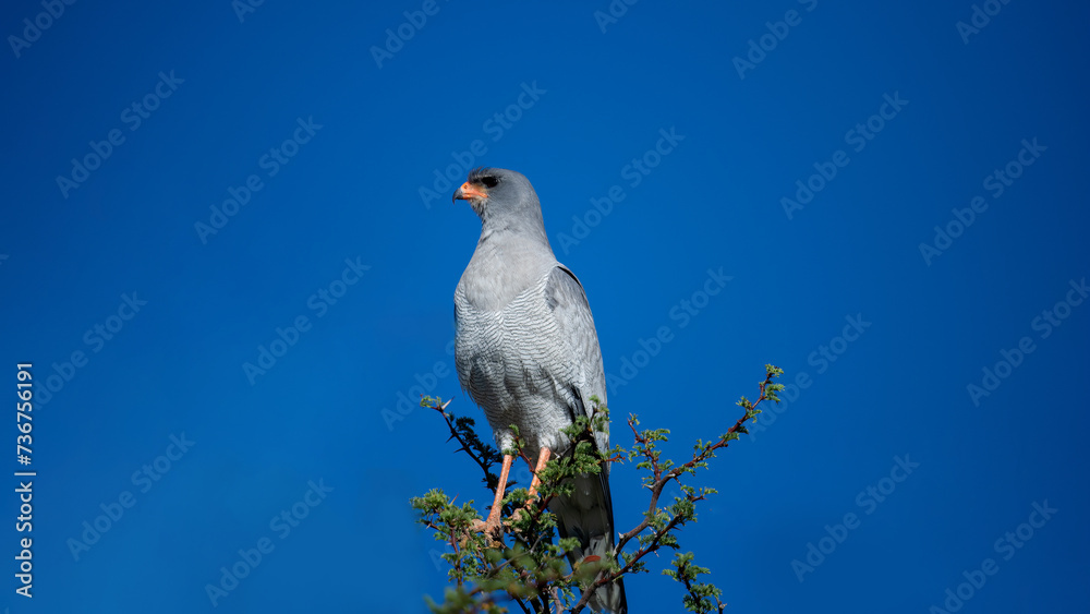 Fototapeta premium Pale Chanting Goshawk (Melierax canorus) Kgalagadi Transfrontier Park, South Africa