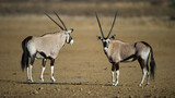 Gemsbok (Oryx gazella) Kgalagadi Transfrontier Park, South Africa