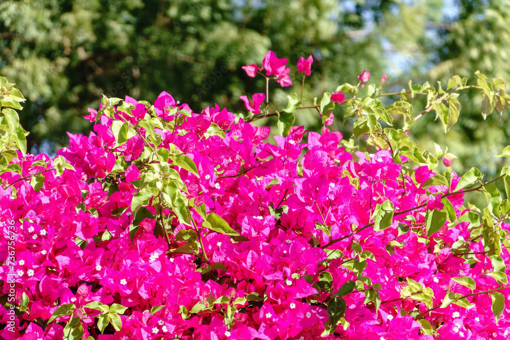 Obraz premium Bougainvillea, Paper flower Bougainvillea hybrida soft focus with blurry background