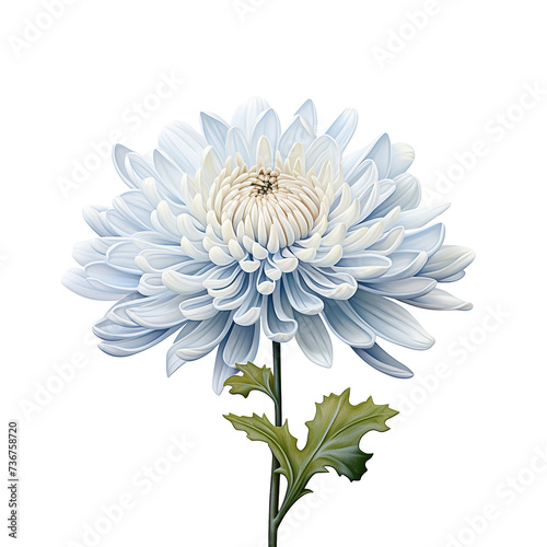 Wallpaper Mural Chrysanthemum on white Torontodigital.ca