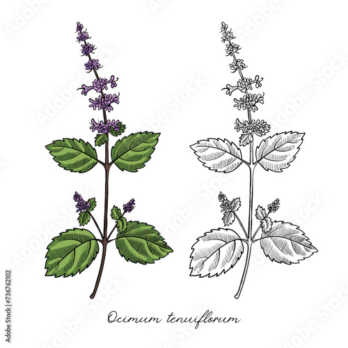 vector drawing tulsi, holy basil, Ocimum tenuiflorum, hand drawn illustration