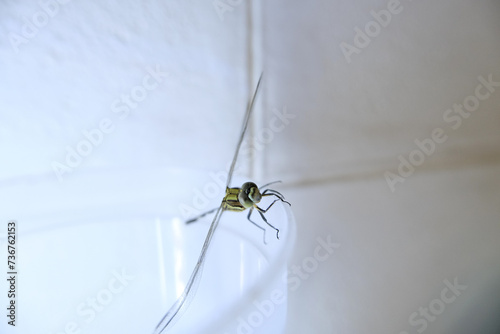 Dragonfly on glass