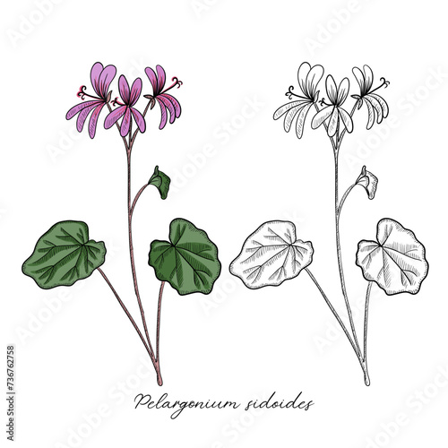 vector drawing Umckaloabo, South African Geranium ,Pelargonium sidoides , hand drawn illustration