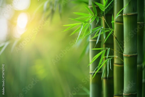 Green bamboo forest background with copy space, banner design background