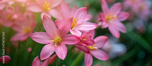a close up of a bunch of pink flowers with a yellow center . High quality