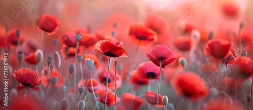 a field of red poppies growing in the sunlight High quality