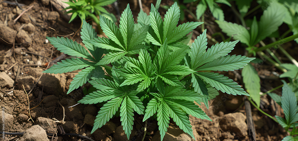 photo of a cannabis plant seen from above photo of a cannabis plant seen from above