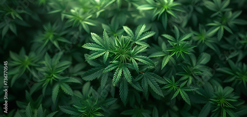 photo of a cannabis plant seen from above