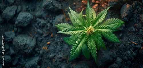 photo of a cannabis plant seen from above