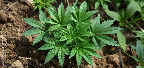 photo of a cannabis plant seen from above