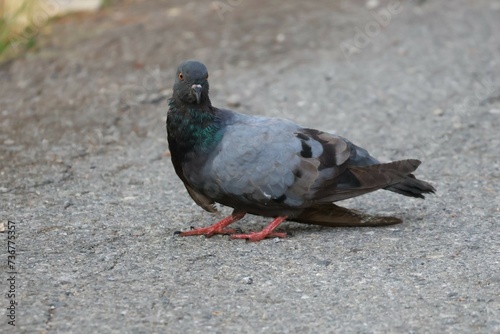 pigeon sitting on the ground