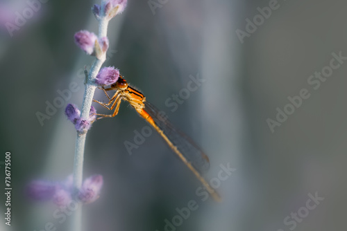 Close up view of Damselfly on a lavender plant