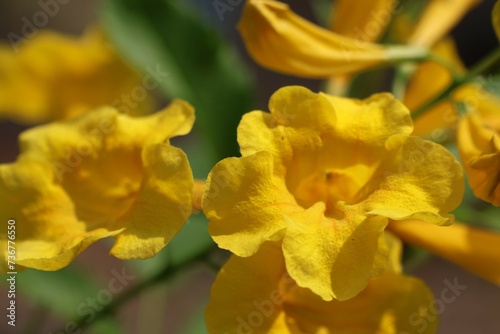 The yellow flower named Thongurai is considered an auspicious plant. Helps the grower to be rich in money, fortune, fortune, and honor. photo