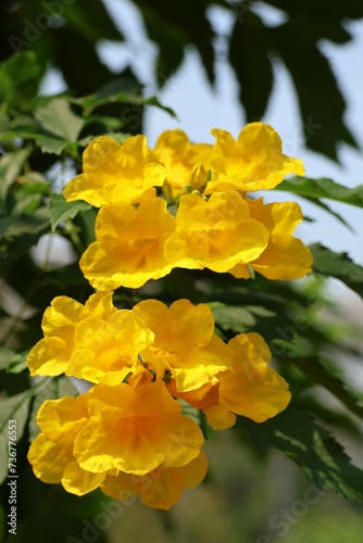 The yellow flower named Thongurai is considered an auspicious plant. Helps the grower to be rich in money, fortune, fortune, and honor. photo