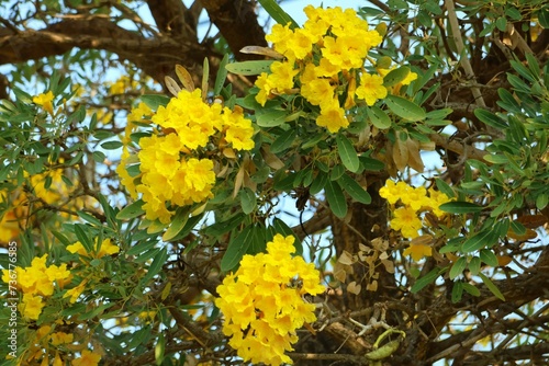 The yellow flower named Thongurai is considered an auspicious plant. Helps the grower to be rich in money, fortune, fortune, and honor. photo