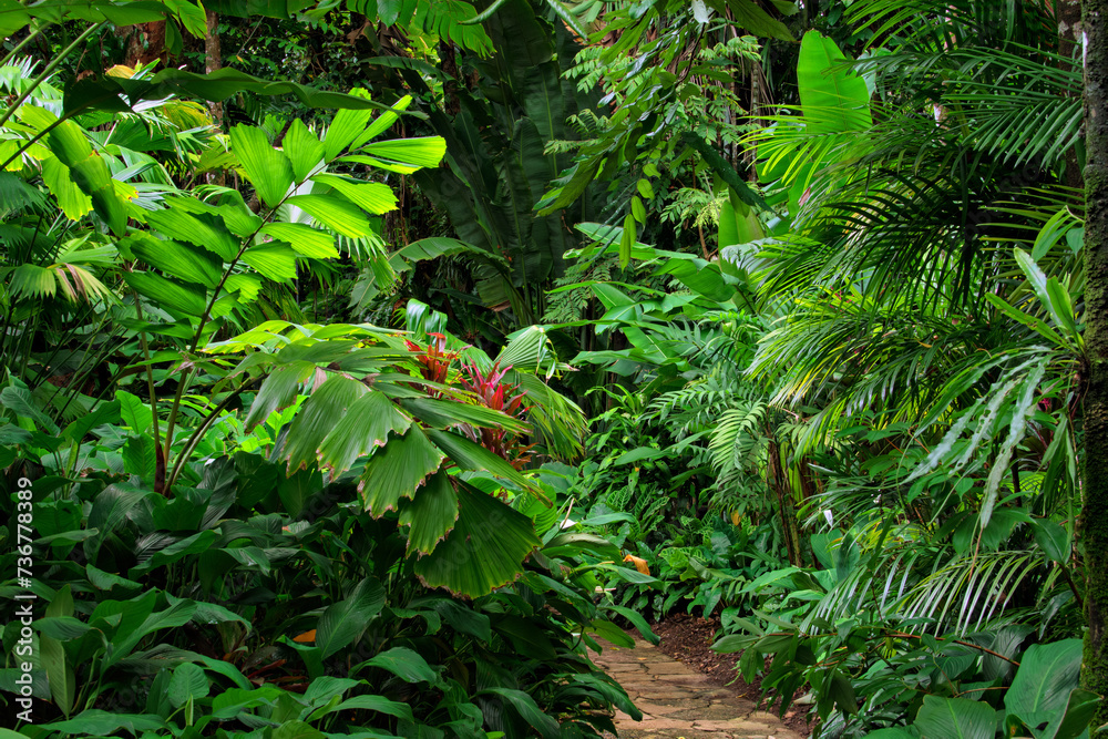 Tropical Garden, Queensland, Australia Tropical Garden, Queensland, Australia