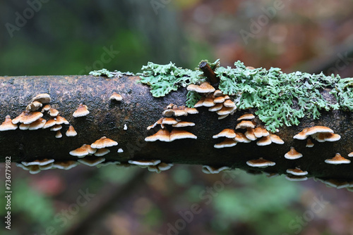 Crimbed gill, Plicatura crispa, wild fungus from Finland photo