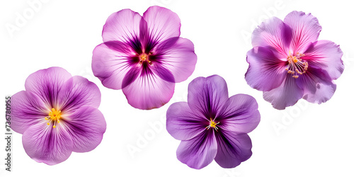 Set of Violet flowers, isolated on transparent background, Blossom