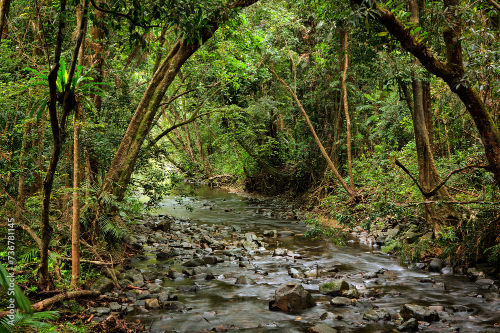 rainforest creek, Daintree National Park, Queensland, Australia