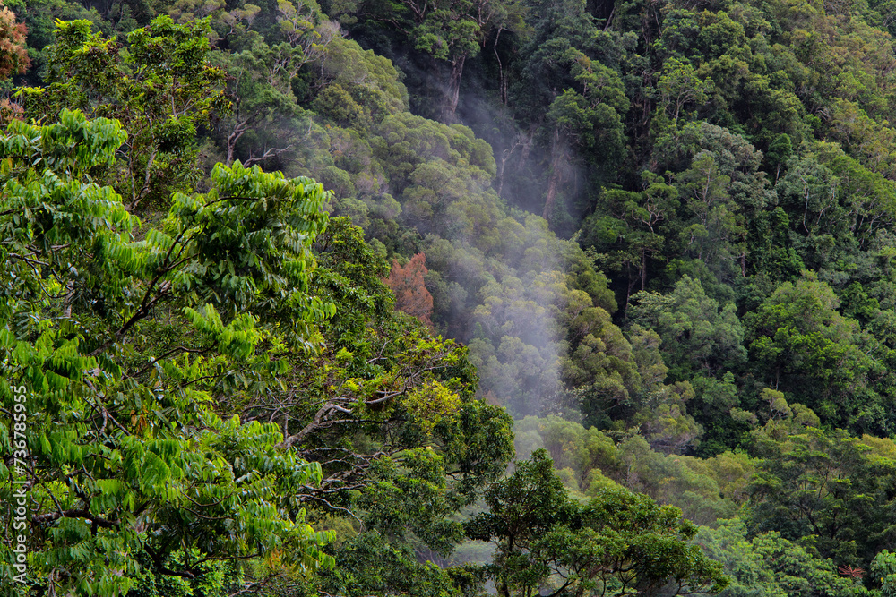 Rainforest Scenery near Cairns, Far North Queensland, Australia Rainforest Scenery near Cairns, Far North Queensland, Australia