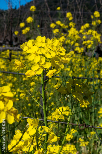 Yellow Mustard Blossom in Napa Valley