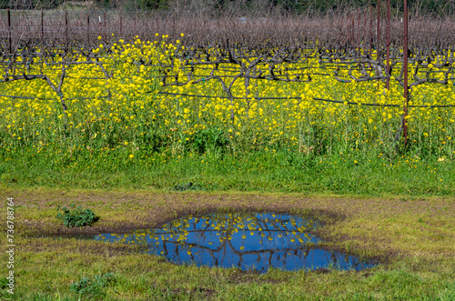 Napa Valley Mustard refecting in water