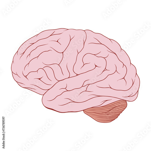 Vector illustration of human brain