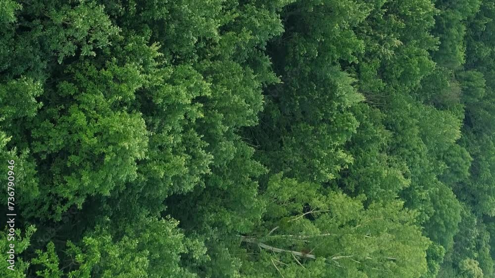 Vertical video. Aerial trees view. Green forest landscape. Countryside flyover. Tranquil foliage nature scenery background drone shot. Vertical video. Aerial trees view. Green forest landscape. Countryside flyover. Tranquil foliage nature scenery background drone shot.