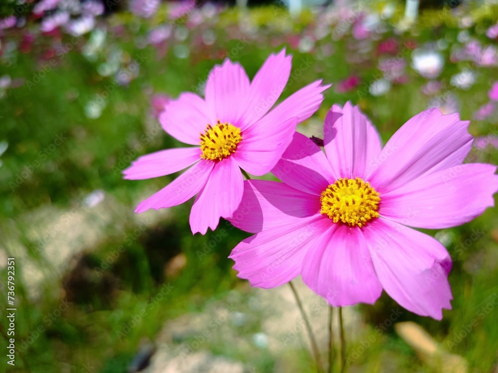 Pink cosmos flowers in the garden and bokeh background Pink cosmos flowers in the garden and bokeh background