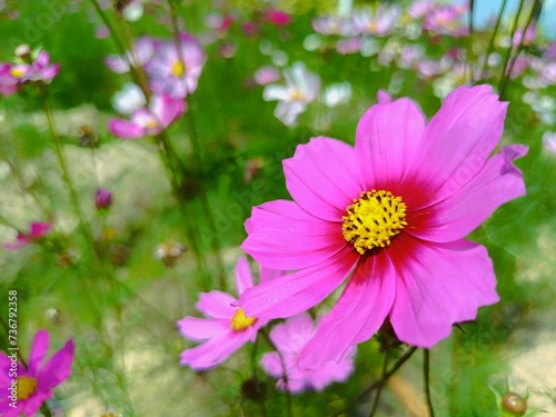 Pink cosmos flowers in the garden and bokeh background