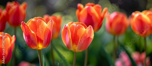 Vibrant tulips with orange-red petals and yellow edges bloom in spring  showcasing the beauty of nature.