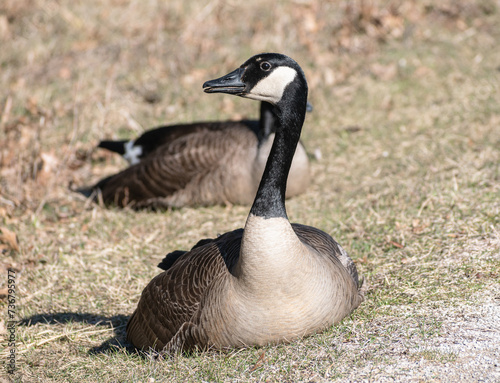 Canada Goose (Branta canadensis) Resting On Grass And Honking