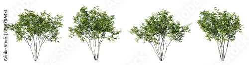 Amelanchier tree on transparent background.3d rendering PNG photo