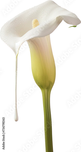 White calla lily isolated on transparent background. PNG