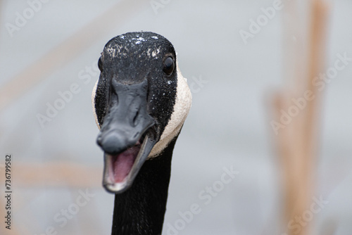 Canada Goose (Branta Canadensis) Face Close Up Honking In Snowy Wetland